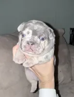 Phoenix , a male French Bulldog for sale in Novi, MI – 9 of 10