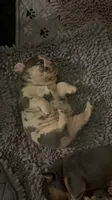 Phoenix , a male French Bulldog for sale in Novi, MI – 6 of 10