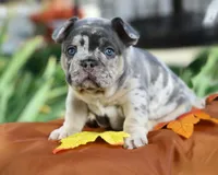 Phoenix , a male French Bulldog for sale in Novi, MI – 2 of 10