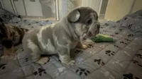 Phoenix , a male French Bulldog for sale in Novi, MI – 7 of 10