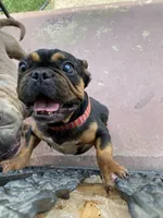 Bandy , a male French Bulldog for sale in Memphis, TN – 4 of 4