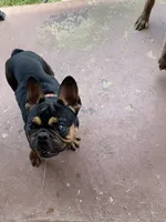 Bandy , a male French Bulldog for sale in Memphis, TN – 3 of 4