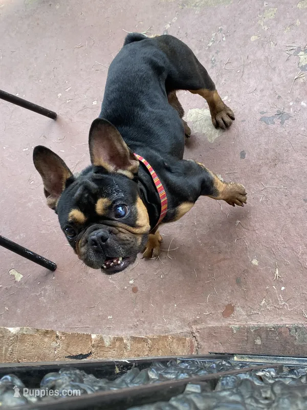 Bandy  – French Bulldog puppy for sale in Memphis, TN