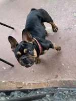 Bandy , a male French Bulldog for sale in Memphis, TN – 1 of 4