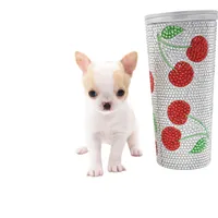 Mila, a female Chihuahua for sale in Orlando, FL – Photo 2 of 8