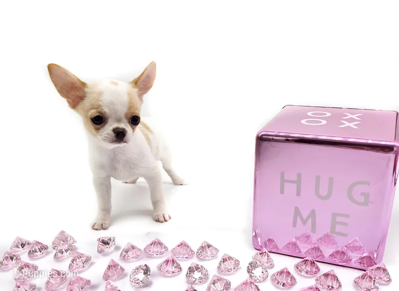 Mila – Chihuahua puppy for sale in Orlando, FL