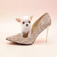 Mila, a female Chihuahua for sale in Orlando, FL – Photo 1 of 8