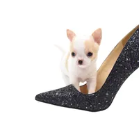 Mila, a female Chihuahua for sale in Orlando, FL – Photo 5 of 8