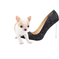 Mila, a female Chihuahua for sale in Orlando, FL – Photo 4 of 8