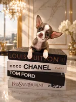 Romeo Chocolate Boy, a male Chihuahua for sale in Orlando, FL – 1 of 5