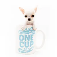 LEONIDAS, a male Chihuahua for sale in Orlando, FL – Photo 2 of 6