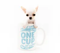 LEONIDAS, a male Chihuahua for sale in Orlando, FL – Photo 2 of 6