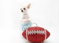 LEONIDAS, a male Chihuahua for sale in Orlando, FL – Photo 6 of 6