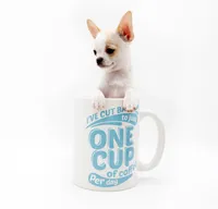 LEONIDAS, a male Chihuahua for sale in Orlando, FL – Photo 1 of 6