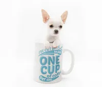 LEONIDAS, a male Chihuahua for sale in Orlando, FL – Photo 3 of 6