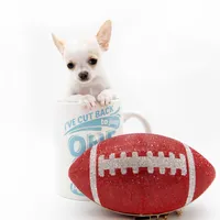 LEONIDAS, a male Chihuahua for sale in Orlando, FL – Photo 5 of 6