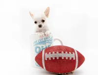 LEONIDAS, a male Chihuahua for sale in Orlando, FL – Photo 5 of 6