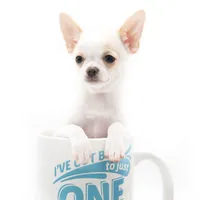 LEONIDAS, a male Chihuahua for sale in Orlando, FL – Photo 4 of 6