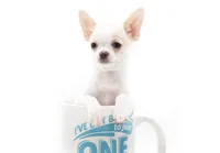 LEONIDAS, a male Chihuahua for sale in Orlando, FL – Photo 4 of 6