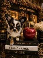 Argentina, a female Chihuahua for sale in Orlando, FL – 1 of 5