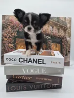 Irla Micro Doll, a female Chihuahua for sale in Orlando, FL – 2 of 8