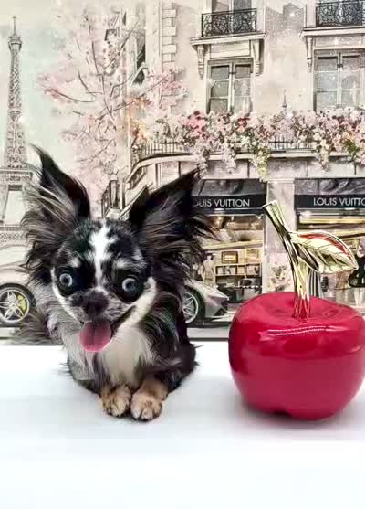 Isla, a female Chihuahua for sale in Orlando, FL – 9 of 10