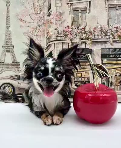 Isla, a female Chihuahua for sale in Orlando, FL – 10 of 10