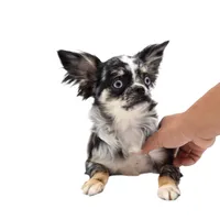 LuluS, a female Chihuahua for sale in Orlando, FL – Photo 8 of 8