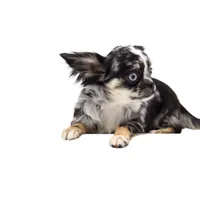 LuluS, a female Chihuahua for sale in Orlando, FL – Photo 7 of 8