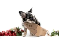 LuluS, a female Chihuahua for sale in Orlando, FL – Photo 3 of 4