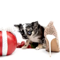 LuluS, a female Chihuahua for sale in Orlando, FL – Photo 6 of 8