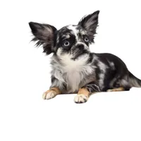 LuluS, a female Chihuahua for sale in Orlando, FL – Photo 2 of 8