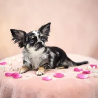 LuluS, a female Chihuahua for sale in Orlando, FL – Photo 1 of 8