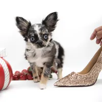 LuluS, a female Chihuahua for sale in Orlando, FL – Photo 3 of 8