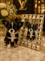 Irla Micro Doll, a female Chihuahua for sale in Orlando, FL – 1 of 8