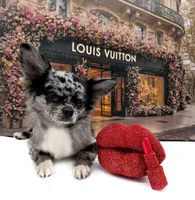 Mimia, a female Chihuahua for sale in Orlando, FL – 2 of 10