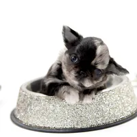 Mimia, a female Chihuahua for sale in Orlando, FL – Photo 7 of 8