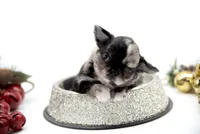 Mimia, a female Chihuahua for sale in Orlando, FL – Photo 6 of 6