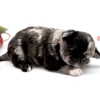 Mimia, a female Chihuahua for sale in Orlando, FL – Photo 4 of 8