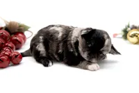 Mimia, a female Chihuahua for sale in Orlando, FL – Photo 3 of 6