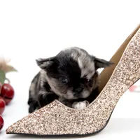 Mimia, a female Chihuahua for sale in Orlando, FL – Photo 5 of 8