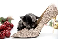 Mimia, a female Chihuahua for sale in Orlando, FL – Photo 4 of 6