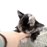 Mimia, a female Chihuahua for sale in Orlando, FL – Photo 2 of 8