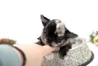 Mimia, a female Chihuahua for sale in Orlando, FL – Photo 1 of 6