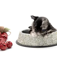 Mimia, a female Chihuahua for sale in Orlando, FL – Photo 3 of 8