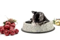 Mimia, a female Chihuahua for sale in Orlando, FL – Photo 2 of 6