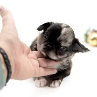 Mimia, a female Chihuahua for sale in Orlando, FL – Photo 6 of 8