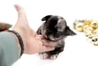 Mimia, a female Chihuahua for sale in Orlando, FL – Photo 5 of 6