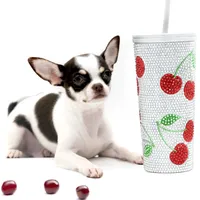 ST Boy, a male Chihuahua for sale in Orlando, FL – Photo 1 of 2