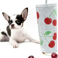 ST Boy, a male Chihuahua for sale in Orlando, FL – Photo 2 of 2